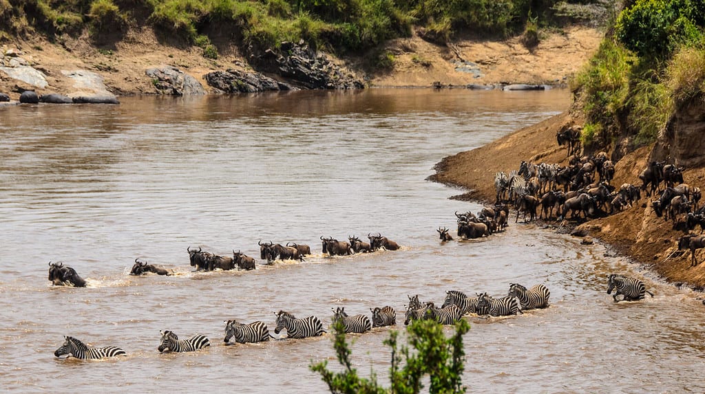 Wildebeest Migration